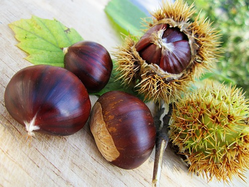 chestnuts-58410_1280.jpg