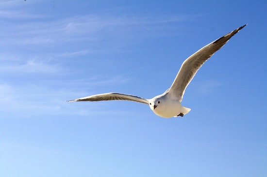 gull-456727_1280.jpg