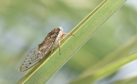 cicada-936145_640.jpg